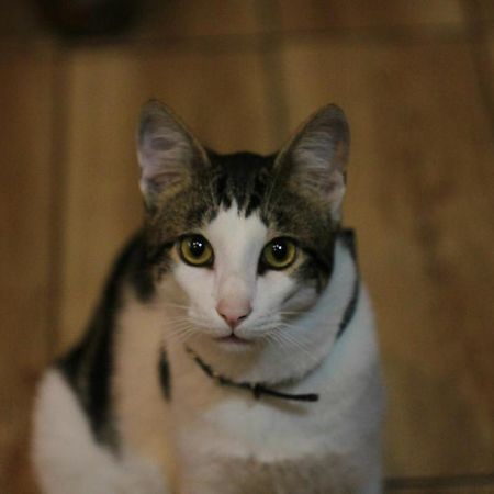 Everyday Cat Hostel バトゥーミ エクステリア 写真