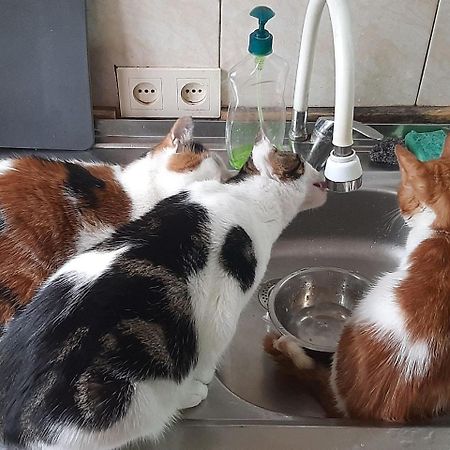 Everyday Cat Hostel バトゥーミ エクステリア 写真