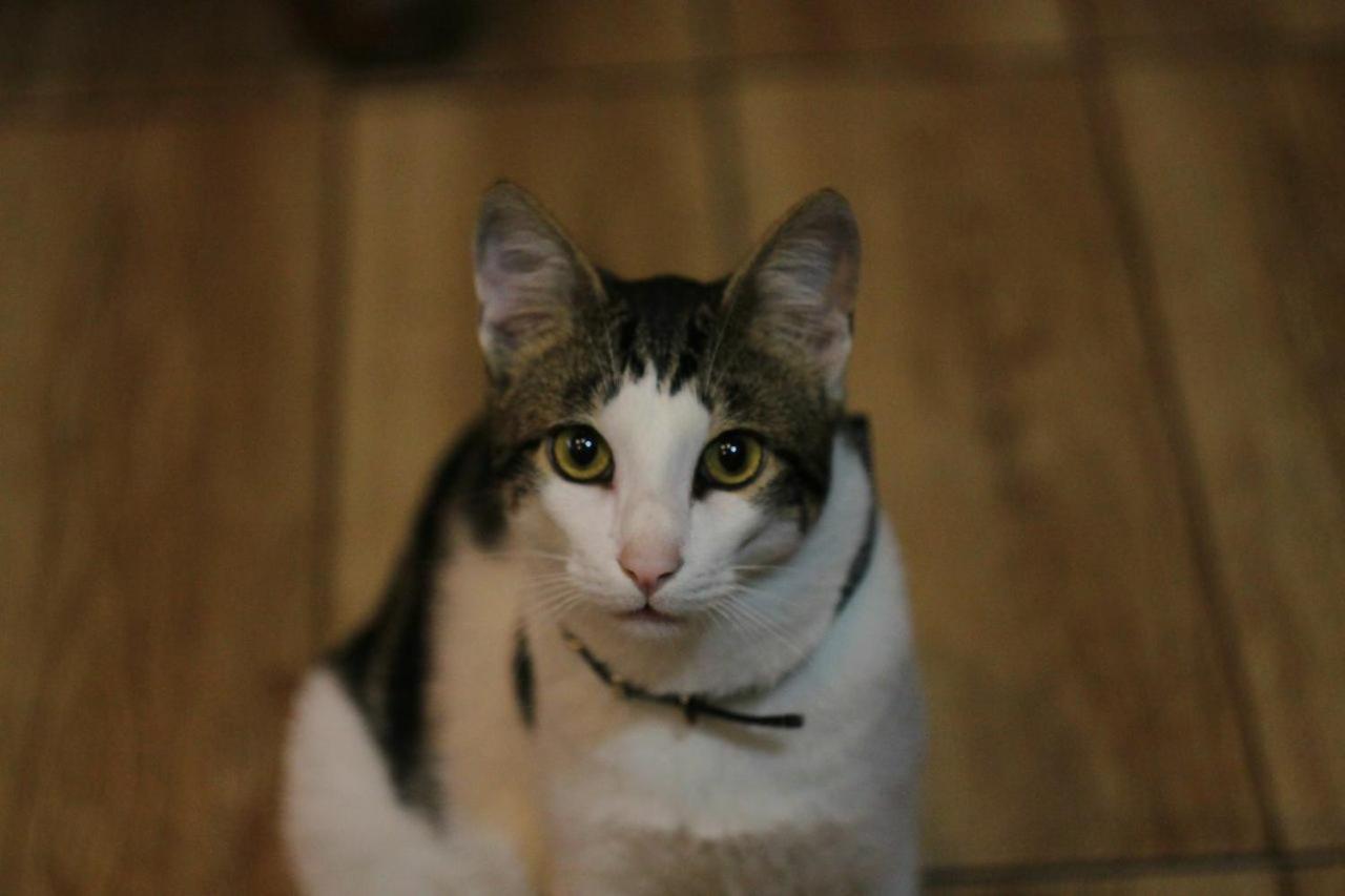 Everyday Cat Hostel バトゥーミ エクステリア 写真