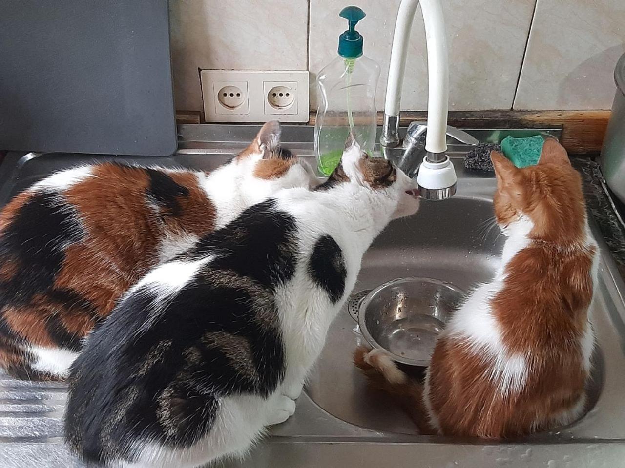 Everyday Cat Hostel バトゥーミ エクステリア 写真