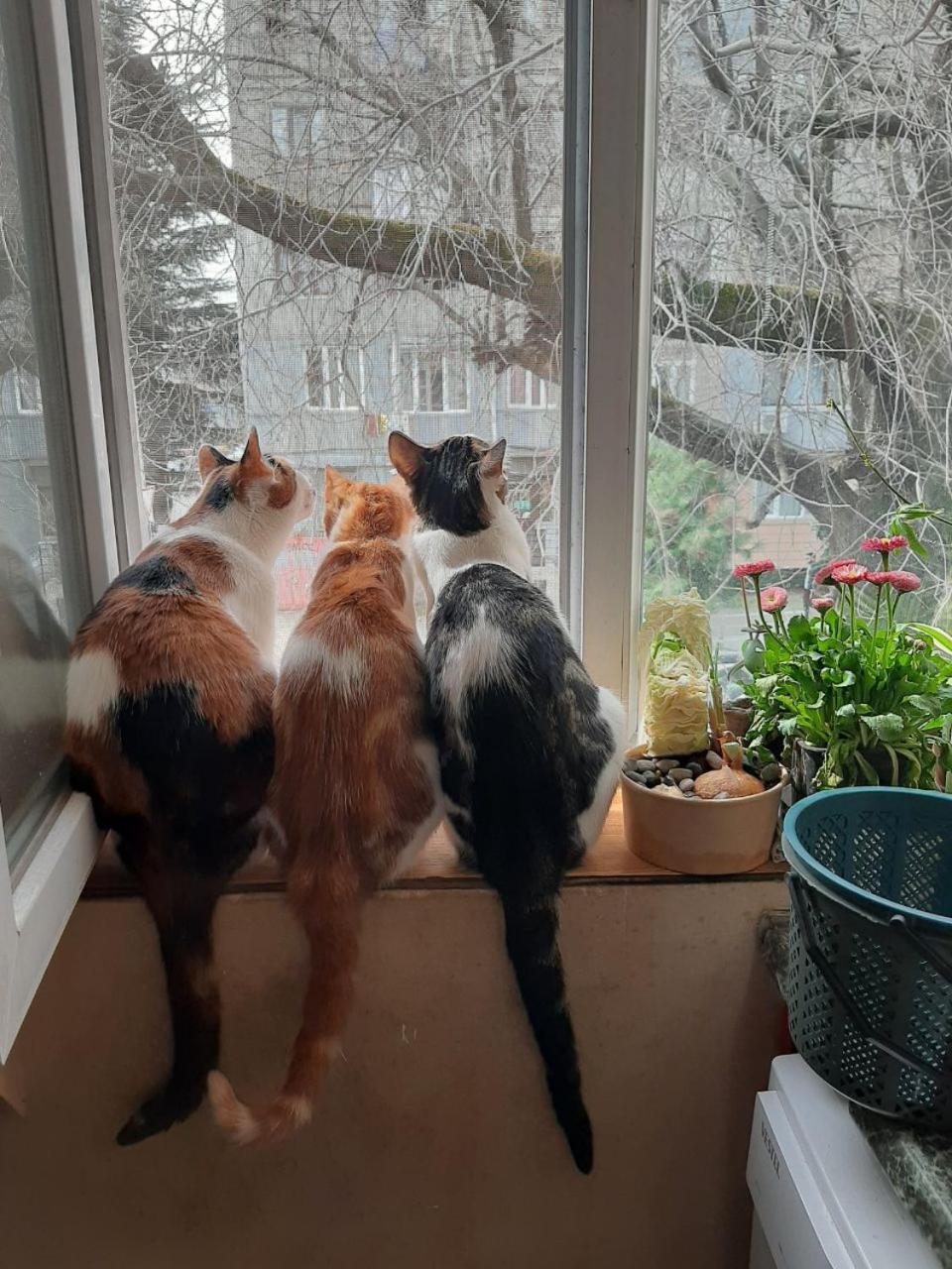 Everyday Cat Hostel バトゥーミ エクステリア 写真