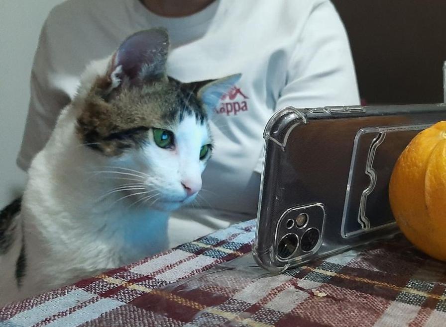 Everyday Cat Hostel バトゥーミ エクステリア 写真
