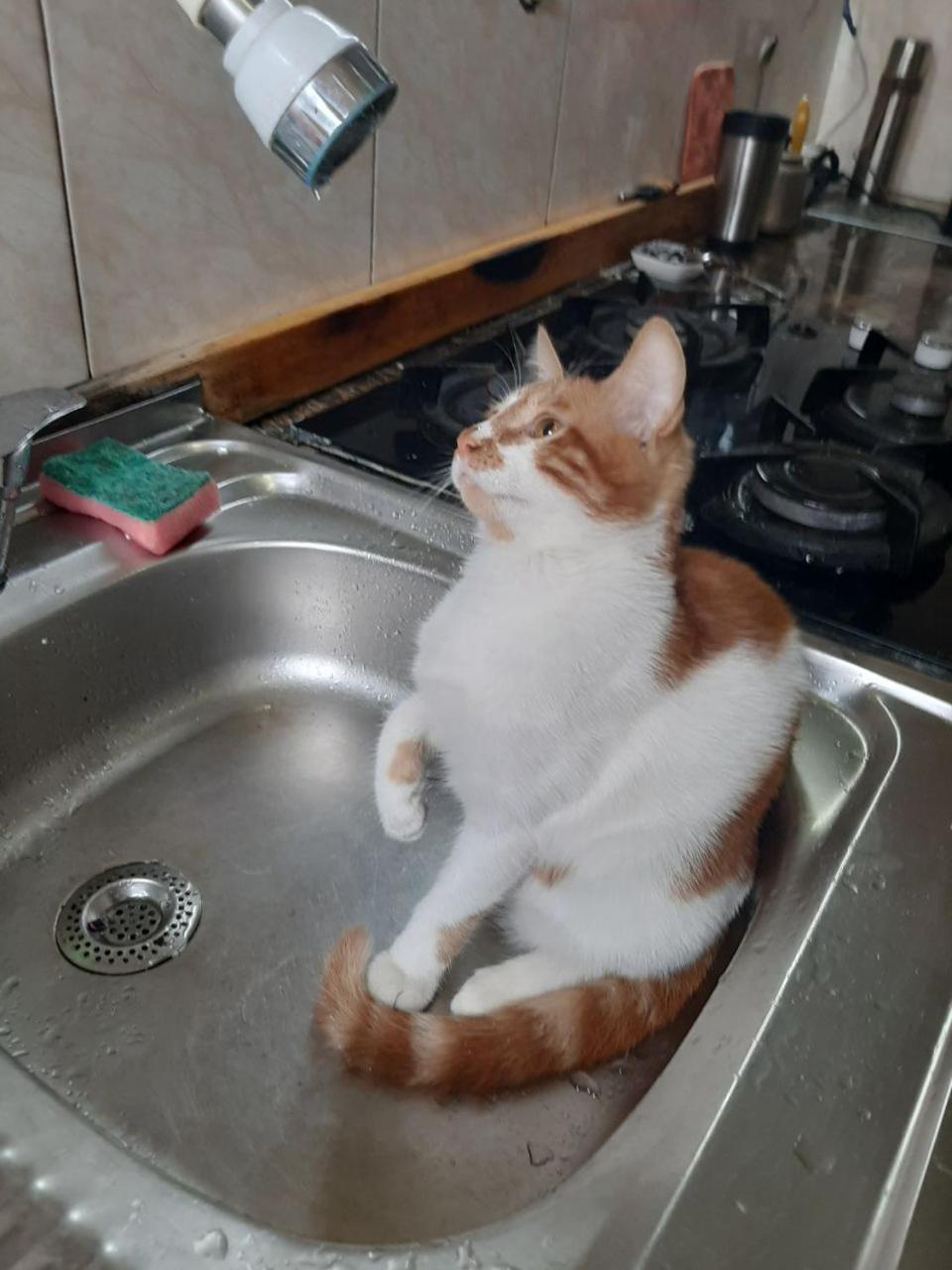Everyday Cat Hostel バトゥーミ エクステリア 写真